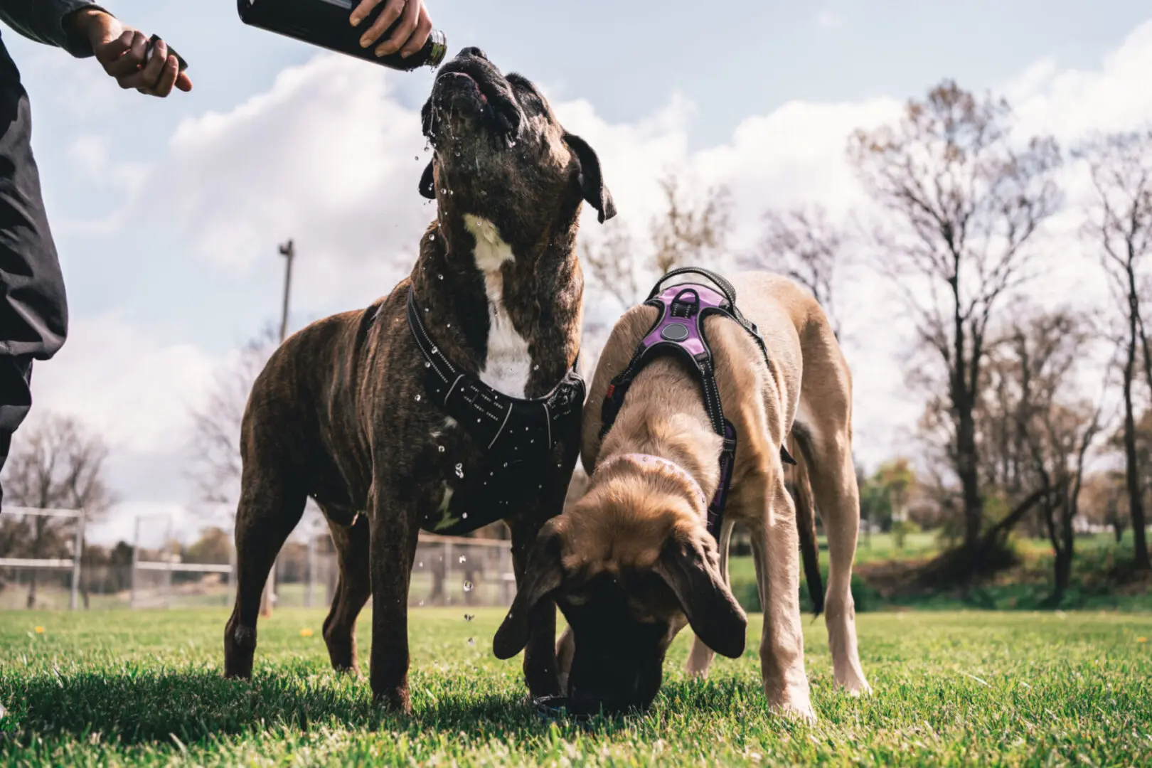 Dogs drinking water outdoors