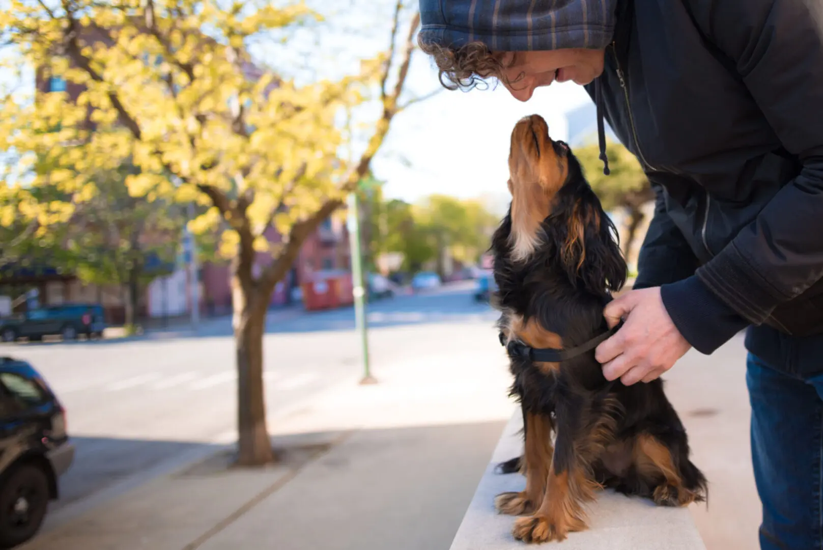 Dog looking up at person affectionately