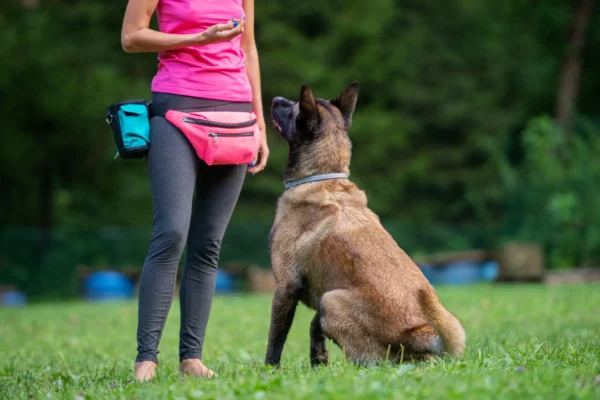 Dog training with treats outdoors