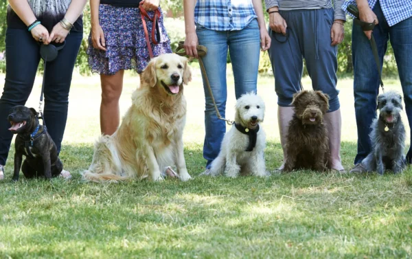 Five dogs on leashes with people