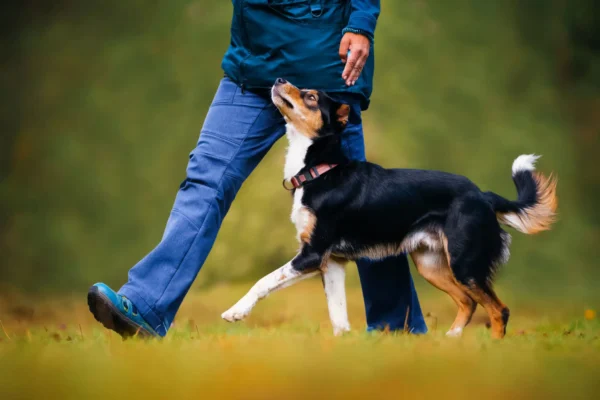 Dog walking attentively beside owner outdoors.