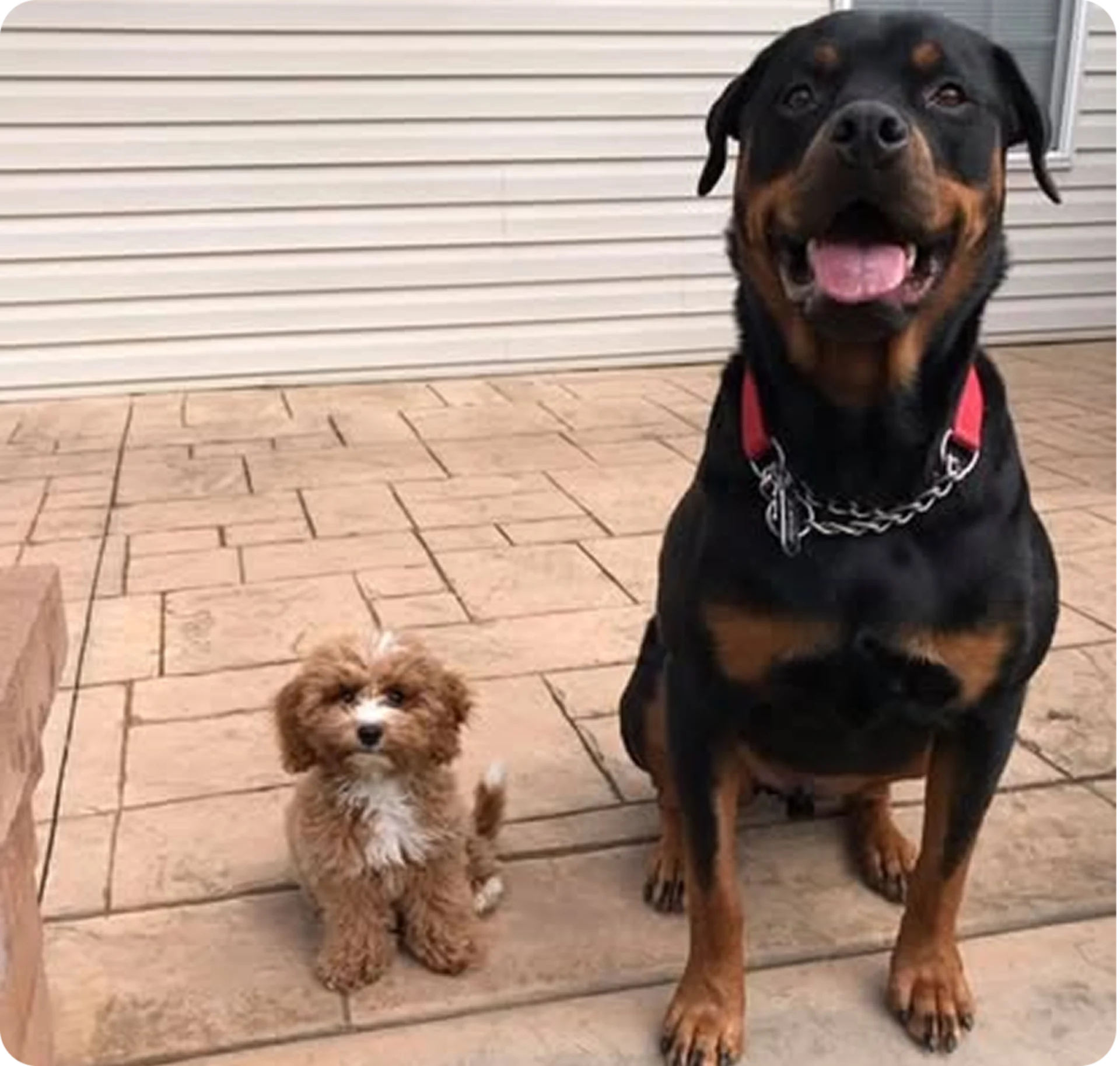 Small fluffy dog with large Rottweiler