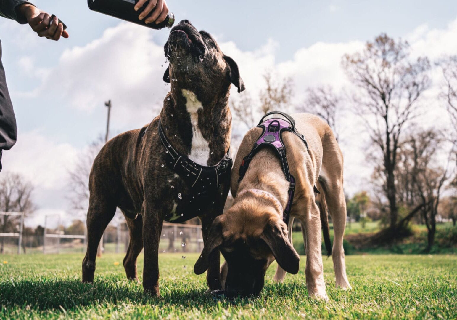 Dogs drinking water outdoors