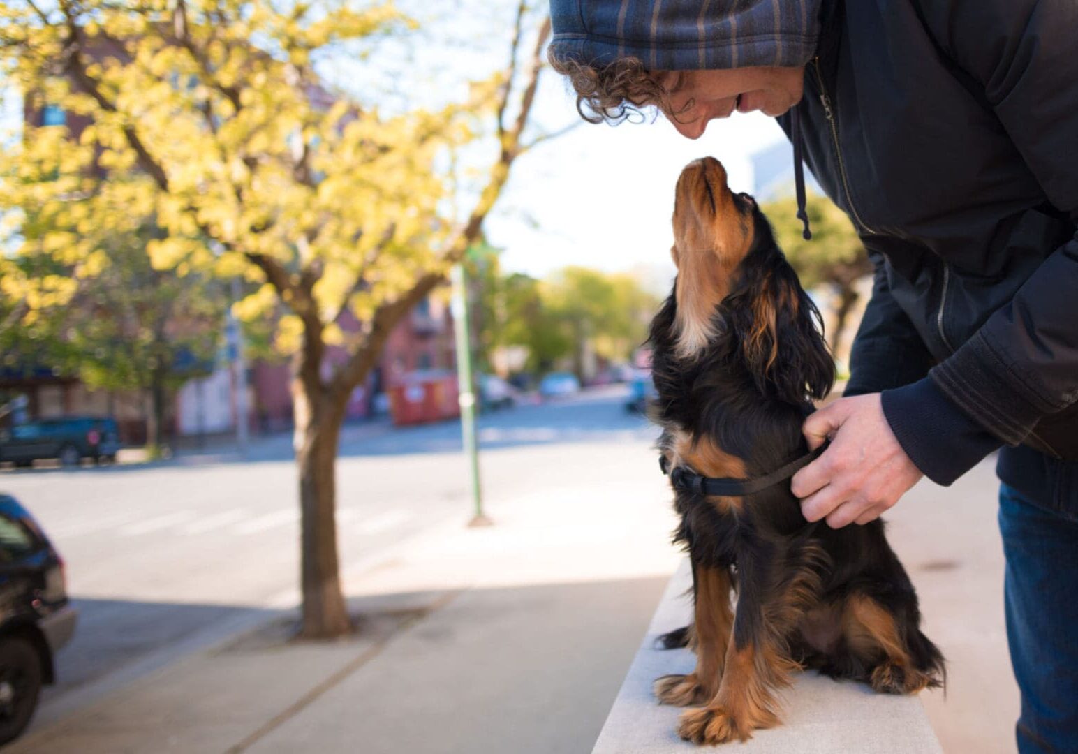 Dog looking up at person affectionately